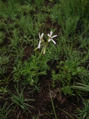 Pelargonium alchemilloides