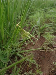 Pelargonium alchemilloides