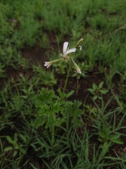 Pelargonium alchemilloides