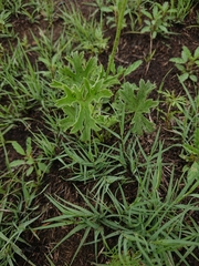 Pelargonium alchemilloides