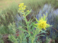 Euphorbia lucida