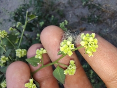 Salpianthus purpurascens