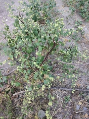 Salpianthus purpurascens