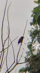 Ploceus castaneofuscus