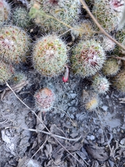 Mammillaria beneckei