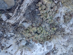 Mammillaria beneckei