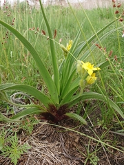Hypoxis obtusa