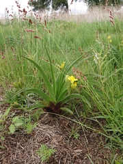 Hypoxis obtusa