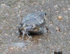 Breviceps passmorei