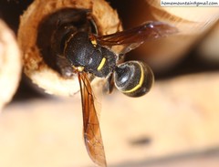 Euodynerus nipanicus nipanicus