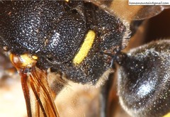 Euodynerus nipanicus nipanicus