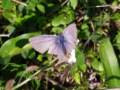 Leptotes pirithous