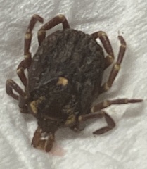 Amblyomma triguttatum