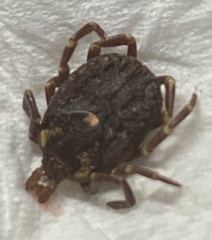 Amblyomma triguttatum