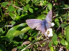 Leptotes pirithous