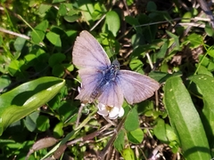 Leptotes pirithous