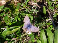 Leptotes pirithous