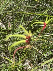 Anigozanthos bicolor