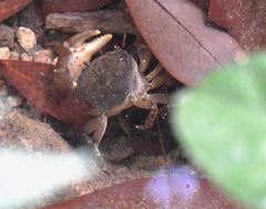 Cryptopotamon anacoluthon