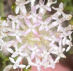 Pimelea ciliata