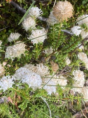 Pimelea ciliata