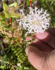 Pimelea ciliata