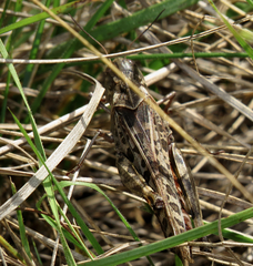 Hippiscus ocelote