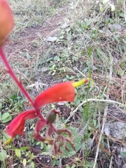Castilleja tenuifolia