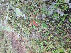 Castilleja tenuifolia