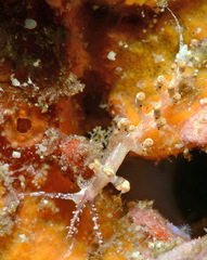Facelinidae