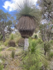 Xanthorrhoea drummondii
