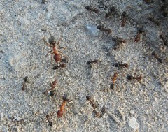 Anoplolepis custodiens