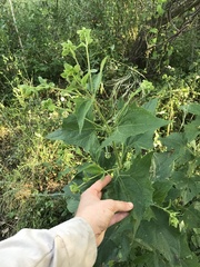 Smallanthus connatus
