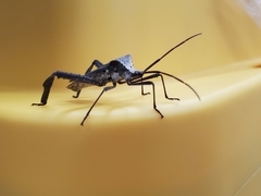 Acanthocephala declivis
