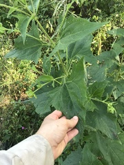 Smallanthus connatus