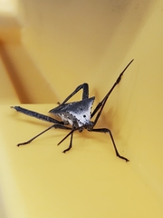 Acanthocephala declivis