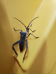 Acanthocephala declivis