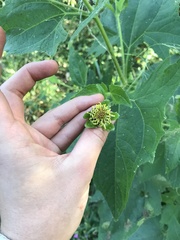 Smallanthus connatus