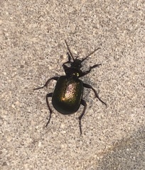 Calosoma schayeri