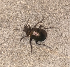 Calosoma schayeri