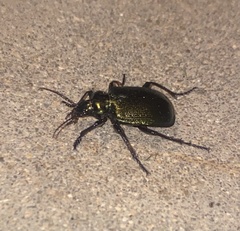 Calosoma schayeri
