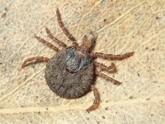 Bothriocroton hydrosauri