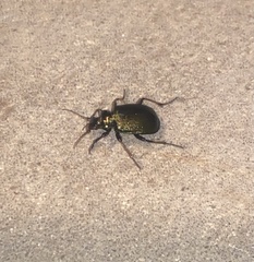Calosoma schayeri