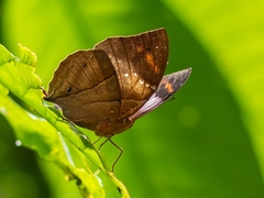 Kallimoides rumia rumia