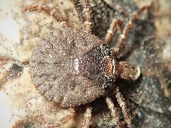 Bothriocroton hydrosauri