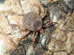 Bothriocroton hydrosauri