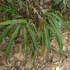 Dianella ensifolia