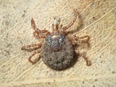 Bothriocroton hydrosauri