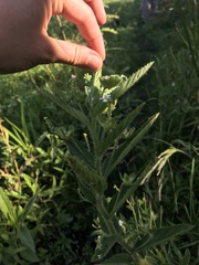 Caperonia linearifolia