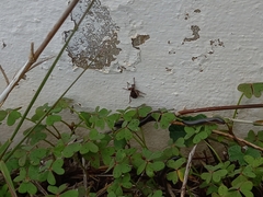 Brachypera zoilus